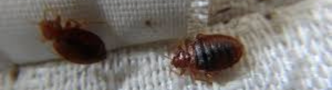 Dedetização de Percevejos em Residencia 24 HORAS